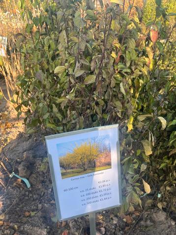 Cornus mas (gele kornoelje) beschikbaar voor biedingen