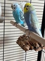 2 parkietjes met kooi en toebehoren, Mannelijk, Parkiet