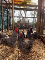 Amrock groot | Gezonde kippen | Passend advies, Dieren en Toebehoren, Pluimvee, Meerdere dieren, Kip