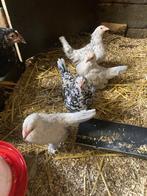 Te koop toom sabelpoot kriel kippen, Dieren en Toebehoren, Pluimvee, Meerdere dieren, Kip