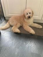Herplaatser Goldendoodle 8mnd, Dieren en Toebehoren, België, Particulier, 15 weken tot 1 jaar, Eén hond