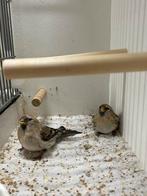 Witstuitbarmsijzen, Meerdere dieren