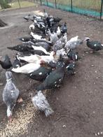 Muskus eenden, Dieren en Toebehoren, Meerdere dieren, Eend