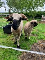 Walliser Schwarznase Ooi ‘22, Dieren en Toebehoren, Schapen, Geiten en Varkens, Mannelijk, Schaap, 3 tot 5 jaar