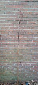 Metasequoia glyptostroboides, watercipres, Tuin en Terras, Planten | Bomen, Ophalen, Overige soorten