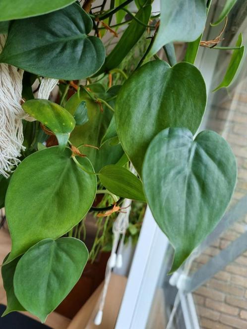 philodendron scandens stekje, Huis en Inrichting, Kamerplanten, Overige soorten, Minder dan 100 cm, Ophalen of Verzenden