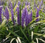 Leliegras Liriope, Tuin en Terras, Planten | Tuinplanten, Ophalen, Overige soorten, Volle zon