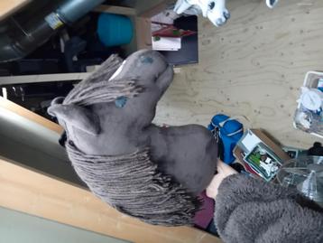 LS HOBBYHORSE beschikbaar voor biedingen
