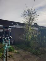 Gratis af te halen pruimenboom + kersenpruim fruitboom fruit, Ophalen, Volle zon, Overige soorten