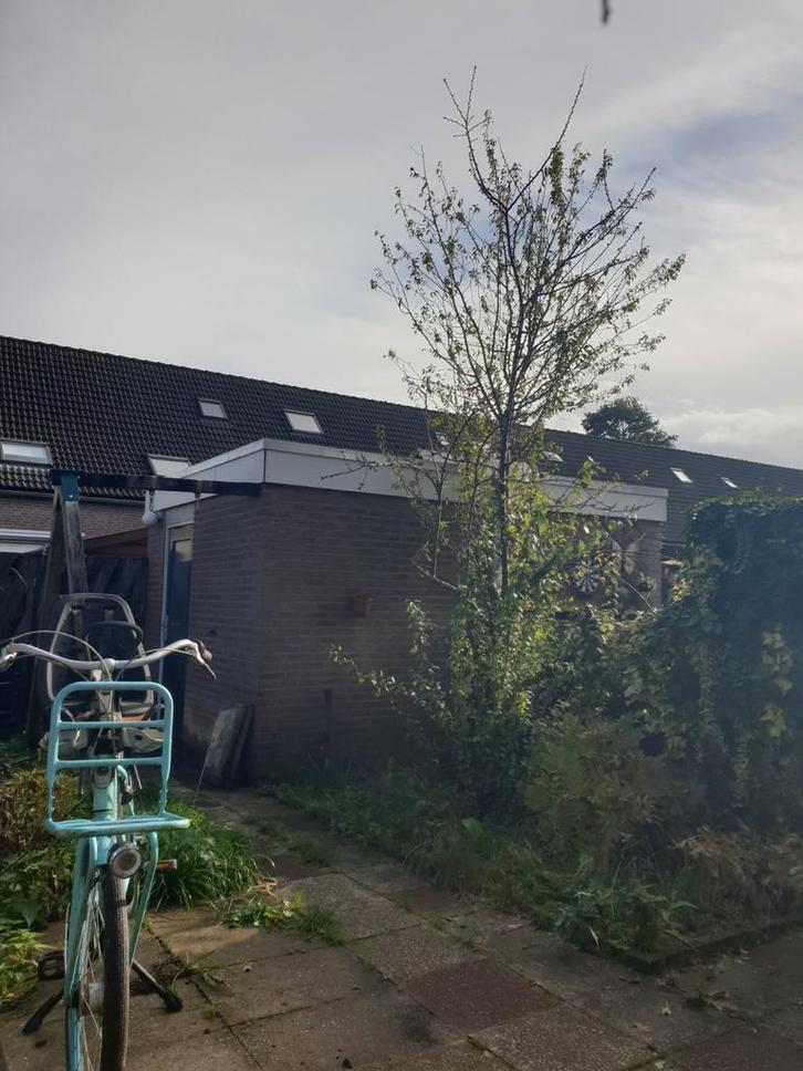 Gratis af te halen pruimenboom + kersenpruim fruitboom fruit, Tuin en Terras, Planten | Bomen, Overige soorten, Volle zon, Ophalen