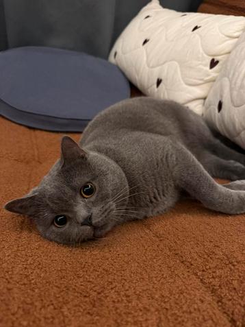 Britse Korthaar kater voor dekking – Met zorg & liefde beschikbaar voor biedingen