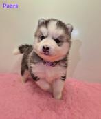 Pups samojeed x husky, 8 tot 15 weken, Poolhond, Meerdere, Meerdere dieren