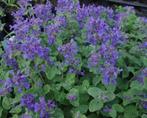 Laagblijvend Kattenkruid | Nepeta | Gifvrij, Ophalen, Bodembedekkers, Volle zon, Vaste plant