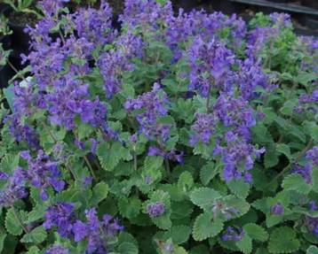 Laagblijvend Kattenkruid | Nepeta | Gifvrij beschikbaar voor biedingen