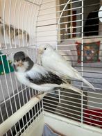 Mooi prachtig verschillende kleuren kanaries te koop, Meerdere dieren, Kleurkanarie