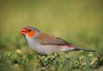 Te koop oranje kaakjes vast geringd incl overdrachts verklar, Dieren en Toebehoren, Vogels | Overige Vogels, Meerdere dieren, Geringd