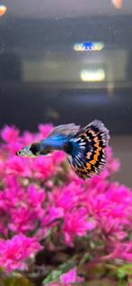 Japan blue mosaic
100% zuiver, Dieren en Toebehoren, Vissen | Aquariumvissen, Vis, Zoetwatervis, Schoolvis