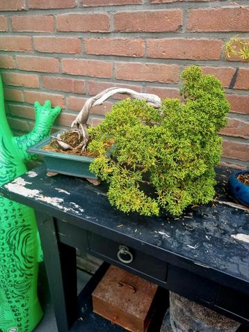 Bonsai juniperes beschikbaar voor biedingen