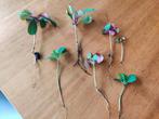 jonge Madagascar jewell plantjes, Ophalen of Verzenden