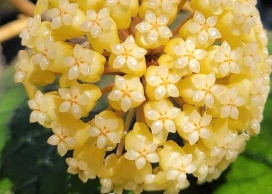 Hoya vitellinoides gewortelde stek, Huis en Inrichting, Kamerplanten, Overige soorten, Minder dan 100 cm, Bloeiende kamerplant