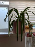 Kamerplant, Ophalen, Overige soorten, Minder dan 100 cm