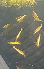 Hobbyaquarium  Citroen garnalen Golden top / backstripe, Kreeft, Krab of Garnaal, Zoetwatervis, Schoolvis
