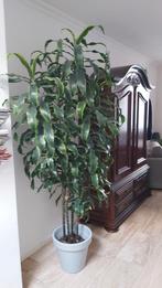 Dracena drakenbloed plant Doe een net bod, Huis en Inrichting, Kamerplanten, Ophalen, Halfschaduw