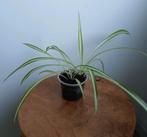 Graslelie stekjes te koop!, Ophalen of Verzenden, Overige soorten, Volle zon