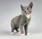 Katertje gecastreerd Selkirk rex korthaar kruising, Kater, Kortharig, 0 tot 2 jaar