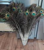 Pauwenveren ong. 70 cm 40 cm en 25/30 cm, Ophalen of Verzenden, Nieuw
