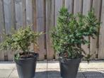 2x Taxus incl pot, Tuin en Terras, Ophalen, Taxus, Minder dan 100 cm