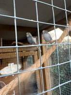 Mooie grasparkieten 5 koppeltje, Dieren en Toebehoren, Vogels | Parkieten en Papegaaien, Meerdere dieren, Parkiet