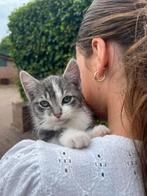 Siberische boskat kater zwart grijs kitten poesjes nest poes, Dieren en Toebehoren, Katten en Kittens | Raskatten | Langhaar, Kater