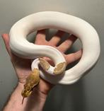 Mojave Orange dream Pied, Dieren en Toebehoren, Slang, Tam, 3 tot 6 jaar