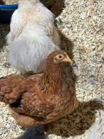 Cochins te koop, Meerdere dieren, Kip