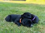 Grote Zwiterse Sennenhond X Labrador pups, Dieren en Toebehoren, 8 tot 15 weken, Labrador retriever, Meerdere, Meerdere dieren