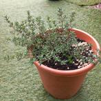 Tijm inclusief pot, Tuin en Terras, Planten | Tuinplanten, Ophalen, Overige soorten, Volle zon