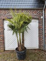 20% KORTING TRACHYCARPUS FORTUNEI NU VOOR 179 P/M STAMHOOGTE, In pot, Halfschaduw, Ophalen of Verzenden, 100 tot 250 cm