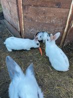 4 konijnen zoeken een liefdevol thuis, Mannelijk, Overige soorten