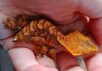 Wimpergekko harlequin tigerpatroon, Dieren en Toebehoren, Hagedis, 0 tot 2 jaar