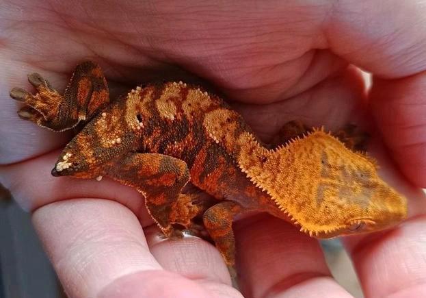 Wimpergekko harlequin tigerpatroon, Dieren en Toebehoren, Reptielen en Amfibieën, Hagedis, 0 tot 2 jaar