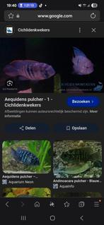 Ik ben opzoek naar een koppel blauwe acaras, Dieren en Toebehoren, Vis