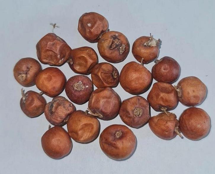 Jujube zaden (Ziziphus jujuba), Tuin en Terras, Bloembollen en Zaden, Volle zon, Ophalen of Verzenden