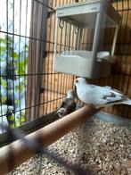 Bonte diamand duif (ruilen), Mannelijk, Tropenvogel
