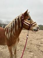 Knappe, stoere en lieve haflinger ruin, Dieren en Toebehoren, Pony's, Met stamboom, Ruin, 3 tot 6 jaar, Onbeleerd