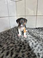 Mooie Jack Russel pup te koop!, Jack Russell Terriër, Reu, 8 tot 15 weken, Meerdere