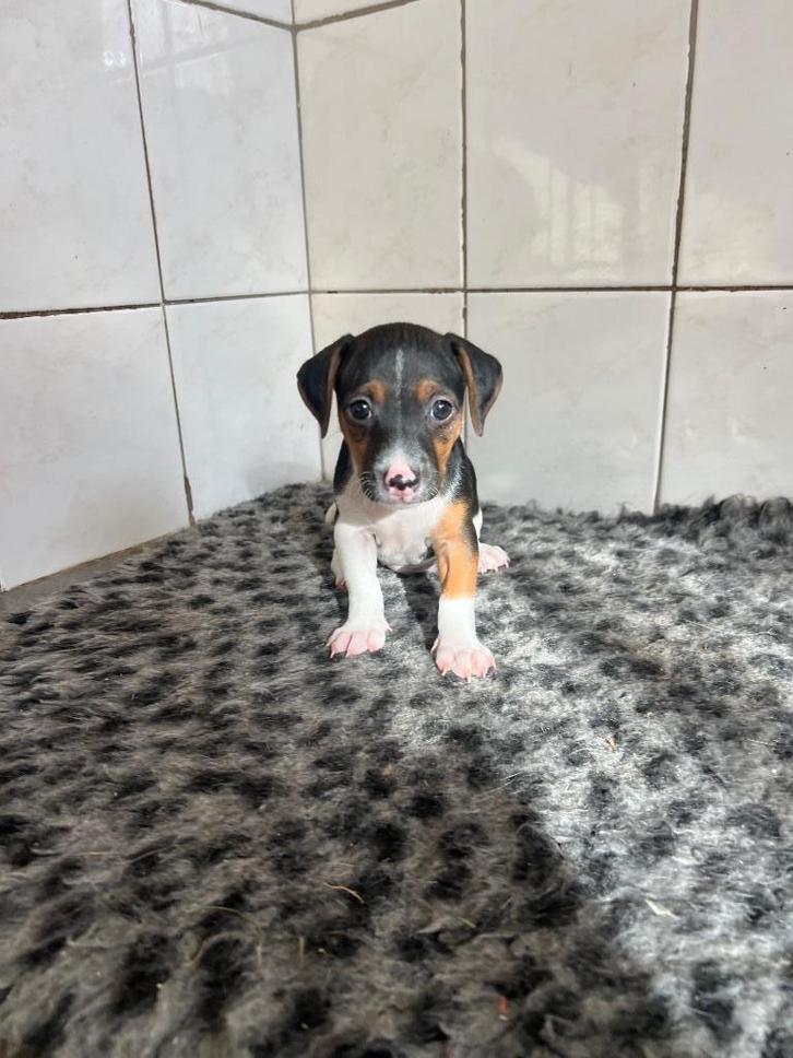 Mooie Jack Russel pup te koop!, Dieren en Toebehoren, Honden | Jack Russells en Terriërs, Reu, Jack Russell Terriër, Particulier