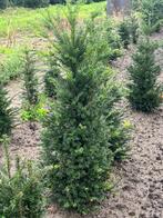 taxus, Ophalen, Taxus, Minder dan 100 cm