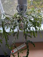 Lidcactus plant ( groot/wijd), Ophalen, Halfschaduw, Minder dan 100 cm, Bloeiende kamerplant