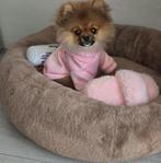 Pomeriaan 5 maanden pup te koop klein blijvend, België, Particulier, Rabiës (hondsdolheid), 15 weken tot 1 jaar